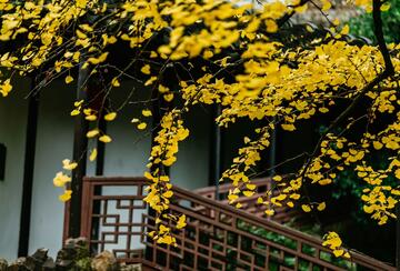 Autumn ginkgo leaves at a Chinese temple